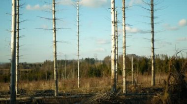 Ağaç kabuğu böceği haşere Ips tipografi, ladin ve bast ağacı istilası Avrupalı ladin kuşları tarafından istila edildi, orman larvaları ve larvalarda yol aldılar, açık kesim felaket, tırtıl ölü ağaçları.
