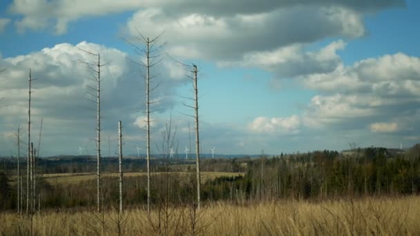 Peste du scolyte Ips typographus infestation, épinette et poirier infestés par l'épinette européenne, larves et larves de bois, turbines à mât de moulin à vent, coupe de calamité déforestation — Video