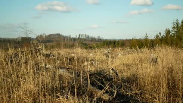 Corteccia parassita coleottero Ips tipografo infestazione, abete rosso e albero di tiglio infestato da abete rosso europeo, facendo la loro strada in larve di legno e larve, calamità taglio chiaro, bruco alberi morti — Video Stock