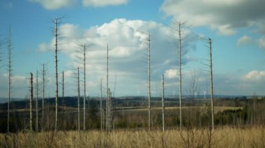 Ağaç kabuğu böceği haşere Ips tipografi, ladin ve bast ağacı istilası Avrupalı ladin kuşları tarafından istila edildi, orman larvaları ve larvalarda yol aldılar, açık kesim felaket, tırtıl ölü ağaçları.