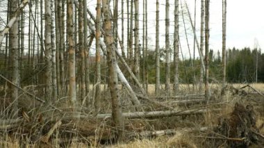 Spruce bast ağaç kabuğu böcek haşere Ips tipografus istilası, ladin bast ağacı Avrupalı ladin tarafından istila, ahşap larva açık kesim felaket, orman tahribatı kesme