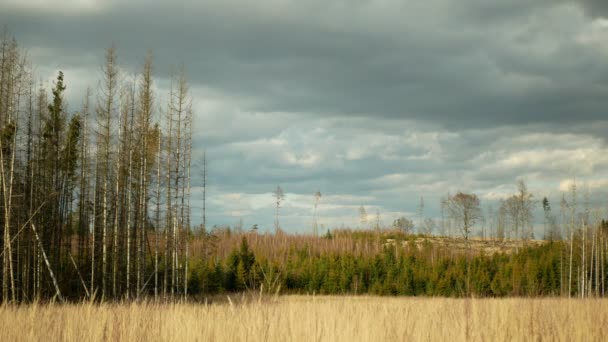 Infestation par le dendroctone du bois de l'écorce Ips typographus, épinette infestée par l'épinette européenne, se frayant un chemin dans les larves et les larves de bois, calamité coupée à blanc, coupe de la déforestation — Video