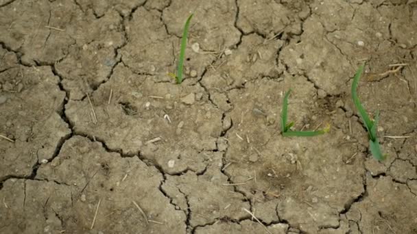 非常に乾燥した乾燥したフィールドの土地は、ニンニクを残しますアリウムセピアは、土壌の亀裂、気候変動、環境災害土の亀裂、死の植物、土壌劣化、砂漠化、農業を乾燥 — ストック動画