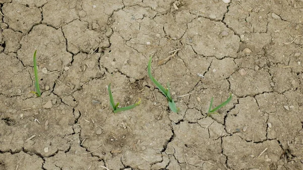 Très sécheresse sécheresse champs secs feuilles d'ail Allium cepa assécher le sol fissuré, changement climatique, catastrophe environnementale fissures de la terre, plantes mortelles, dégradation des sols, désertification, agriculture — Photo