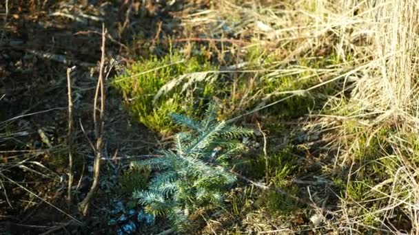 Pflanzung Sämlinge Fichte Pflanztanne Europäisches Silber Abies alba Europäisches Silber, Kahlschlag Katastrophenholz, Borkenkäferschädling Ips, Schutzfarbe daher gegen Krankheiten Schädlinge, schützt Sonnenfrostschäden — Stockvideo