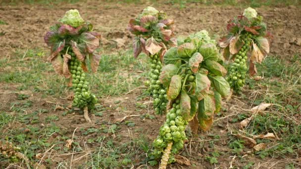 Bryssel groddar växt kål Brassica oleracea blad grönsaker buske skörd, vinter form resistent frost trädgård gård fält lera, populär Bryssel, Belgien, jordbrukare jordbruk grön — Stockvideo