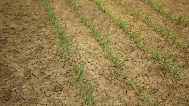 Mycket torka torra fält mark lämnar vitlök Allium cepa torka upp jorden spruckna, klimatförändringar, miljökatastrof jordskorpor, död växter, markförstöring, ökenspridning, jordbruk — Stockvideo