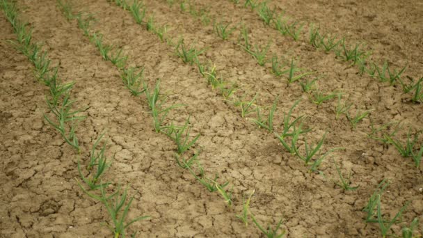 Muy sequía tierra de campo seco deja ajo Allium cepa secar el suelo agrietado, el cambio climático, las grietas de tierra desastre ambiental, plantas muertas, degradación del suelo, desertificación, agrícola — Vídeo de stock