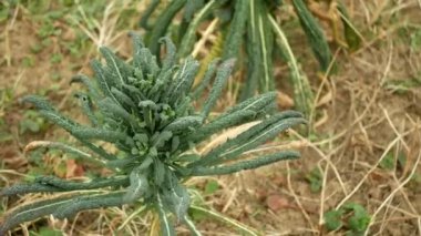 Lacinato Kış Toskana lahana yaprağı sebze hasadı Brassica oleracea lahana çalısı, cavolo nero italyan dirençli don bahçe tarlasında çamurlu toprak, salata İtalya, çiftlik arazisi