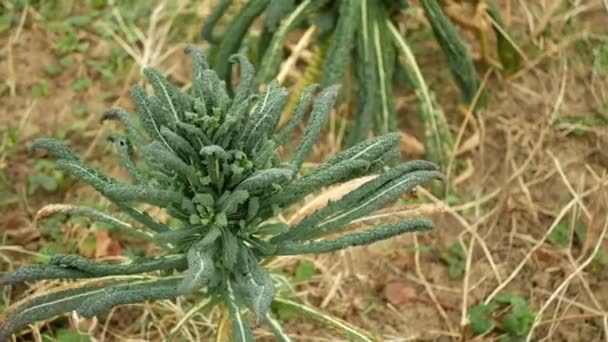 Lacinato invierno col rizada col col vegetal cosecha hortalizas Brassica oleracea kale bush, cavolo nero Heladas resistentes italianas en el campo de la granja de jardín con arcillas tierra arcilla, ensalada Italia, granja — Vídeo de stock