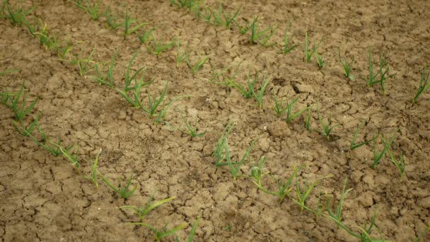 Bardzo suche pole suche pozostawia czosnek Allium cepa suszenie gleby pęknięty, zmiany klimatyczne, katastrofa środowiskowa pęknięcia ziemi, rośliny śmierci, degradacja gleby, pustynnienie, rolnictwo — Wideo stockowe