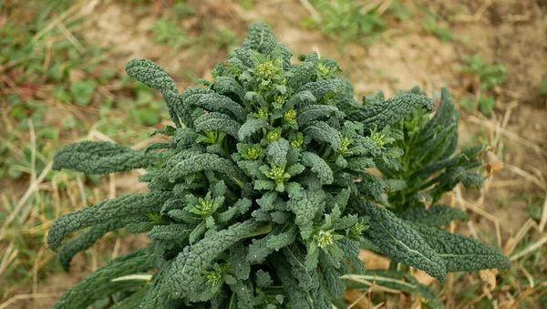Lakinato Zima Toskánsko Kapusta Zelí Rostlina List Sklizeň Zelenina Brassica — Stock fotografie