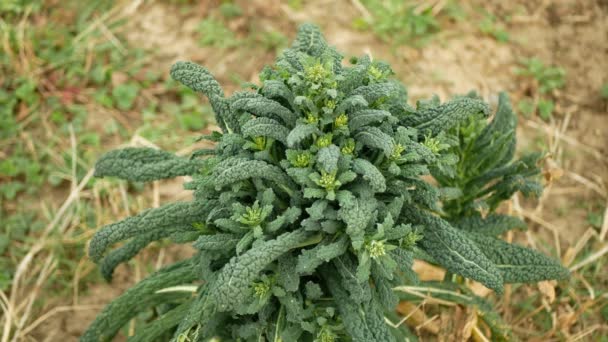 Lacinato winter tuscan kale cabbage plant leaf harvest vegetables Brassica oleracea kale bush, cavolo nero Italian resistant frost in the garden farm field with clays soil clay, salad Italy, farm — Stock Video