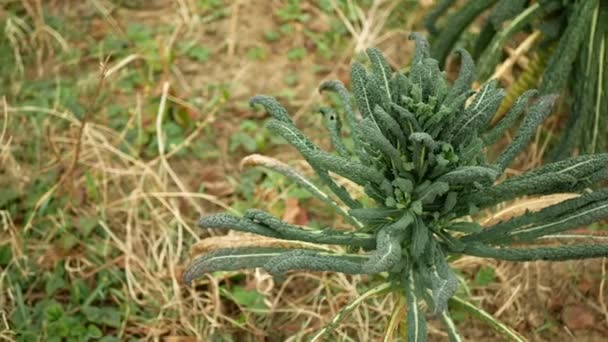 Lacinato winter tuscan kale 배추 잎을 수확하는 야채 Brassica oleracea kale bush, cavolo nero Italian resistence in the garden field in clays soil clay, Tuscany Italy, farm — 비디오