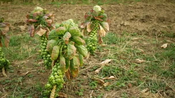 Брюссельская капуста завод капусты Brassica oleracea листья овощей кустарник урожай, зимой форме устойчивых морозостойких огород фермы полевой глины, популярные Брюссель, Бельгия, фермерское хозяйство сельскохозяйственной зелени — стоковое видео