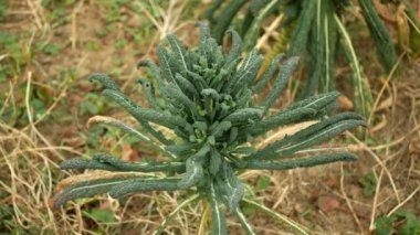 Lacinato Kış Toskana lahana yaprağı sebze hasadı Brassica oleracea lahana çalısı, cavolo nero italyan dirençli don bahçe tarlasında çamurlu toprak, salata İtalya, çiftlik arazisi