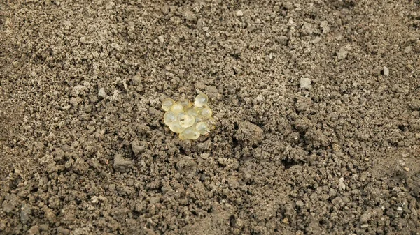 Eier Cluster Größte Nacktschnecke Limax Maximus Der Erde Unter Dem — Stockfoto