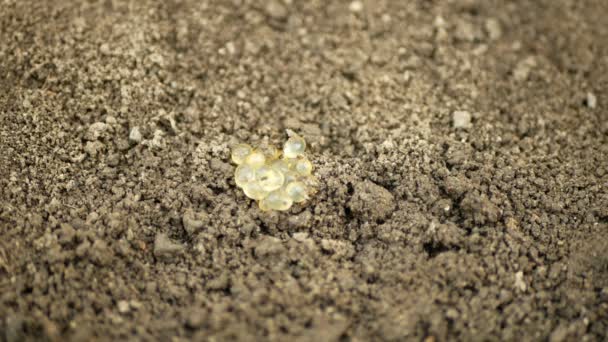 Eieren grootste slak Limax maximus cluster grootste in de bodem onder steen detail stapel, wit lichtgeel kleur grote grijze of luipaard slak plant parasiet. Slak die ongedierte is in tuinbouwkassen — Stockvideo