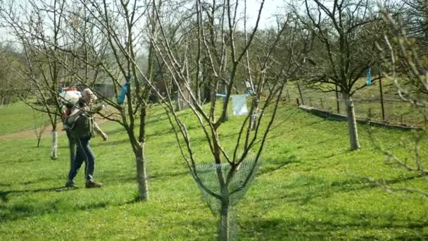 OLOMOUC, TSJECHIË, 21 maart 2020: Chemische pesticide en insecticide spray van pruimenboom Prunus op knoppen en bladeren boomgaard tuin tegen schimmels en insecten, vooral larve vernietigt — Stockvideo