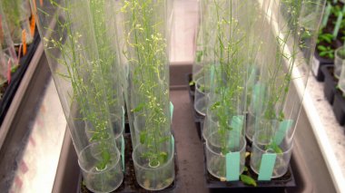 Thale cress and mouse-ear cress or Arabidopsis thaliana experimental is an important model laboratory organism plant genetics molecular biology science, phytotron cultivation growth, nutrient box clipart