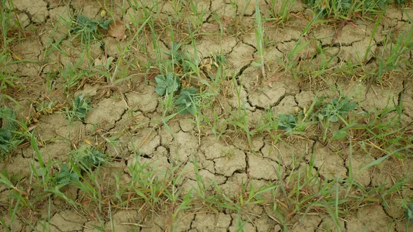 Very drought dry field land wheat Triticum aestivum, drying up soil cracked, climate change, environmental disaster earth cracks, death plants animals, soil degradation, desertification, pea — Stock Photo, Image