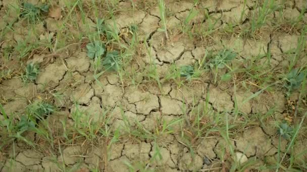 Campo seco terra trigo Triticum aestivum, secagem solo rachado muito, mudança climática, desastres ambientais terra rachaduras, plantas mortas animais, degradação do solo, desertificação, ervilha — Vídeo de Stock