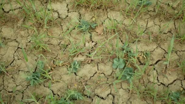 Засушливая сухая земля пшеницы Triticum aestivum, высыхание почвы трещины очень, изменение климата, экологическая катастрофа трещины в земле, смертельные растения животных, деградация почв, опустынивание, горох — стоковое видео