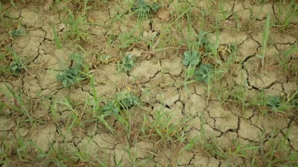 Очень засуха сухих полей земли пшеницы Triticum aestivum, высыхание трещин в почве, изменение климата, экологическая катастрофа трещины в земле, растения смерти животных, деградация почв, опустынивание, горох — стоковое видео