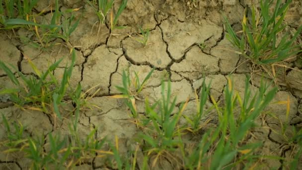 Очень засуха сухих полей земли пшеницы Triticum aestivum, высыхание трещин в почве, изменение климата, экологическая катастрофа трещины в земле, растения смерти животных, деградация почв, опустынивание катастрофы — стоковое видео