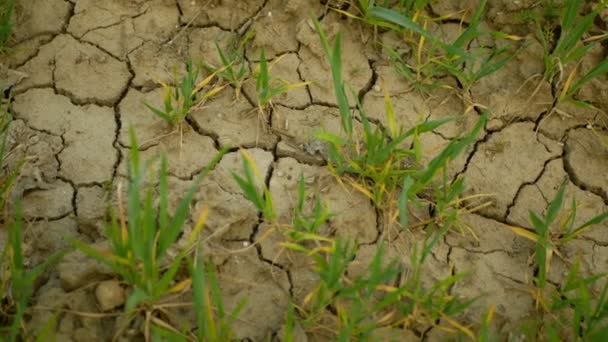 乾燥したフィールドの土地の小麦を乾燥三畳紀の審美的な、土壌の亀裂、気候変動、環境災害地殻、死植物動物、土壌劣化は非常に、砂漠化災害を乾燥 — ストック動画