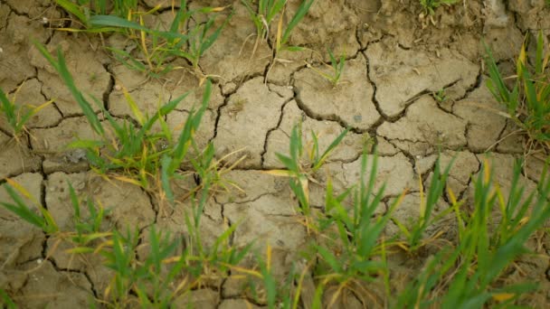 干旱、旱地、小麦、黑麦、土壤干裂、气候变化、环境灾害、土壤裂缝、死亡植物、土壤退化严重、荒漠化灾害 — 图库视频影像