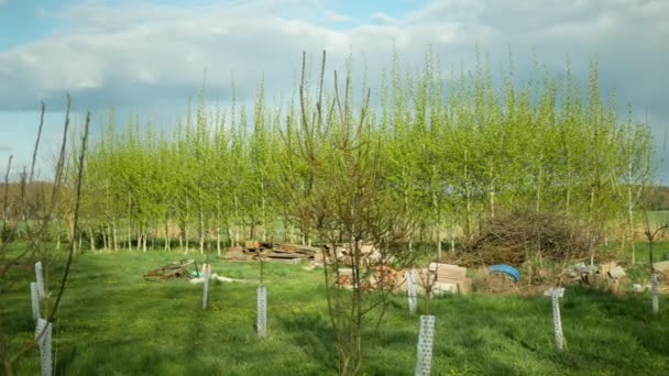 Pioppo giapponese a crescita rapida Populus nigra Populus maximowiczii, produzione veloce alberi di legno, giardino nel villaggio per legna da ardere per il riscaldamento, l'industria energetica, nuova piantagione, produzione — Video Stock