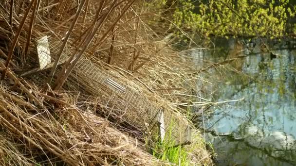 Reusen am europäischen Biber in Büschen am Flussufer. illegale Jagd Entfernung Jäger. Getarnt im Gebüsch von Pflanzen und Sträuchern. Jagd auf Köder. Fallen sind Schädlinge, Köder leere Box — Stockvideo