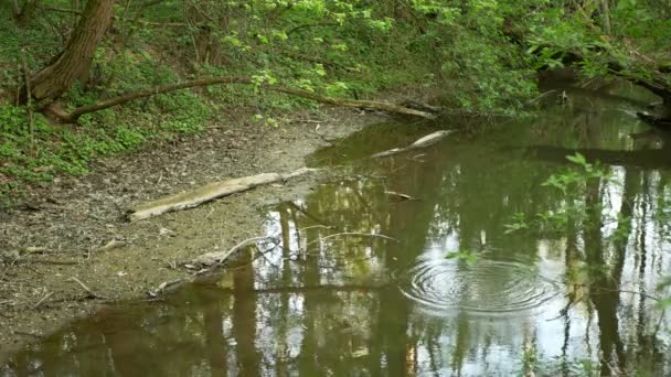 Sequía y secado río Morava agua, secar el suelo agrietado, un verano eutrofización cambio climático, desastre ambiental, falta de oxígeno para el crecimiento de algas cianobacterias, plantas de muerte — Vídeo de stock