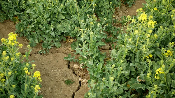 Drought dry field land rape, drying up soil cracked, climate change, environmental disaster earth cracks, death plants animals, soil degradation desertification, Brassica napus colza rapeseed — Stock Photo, Image