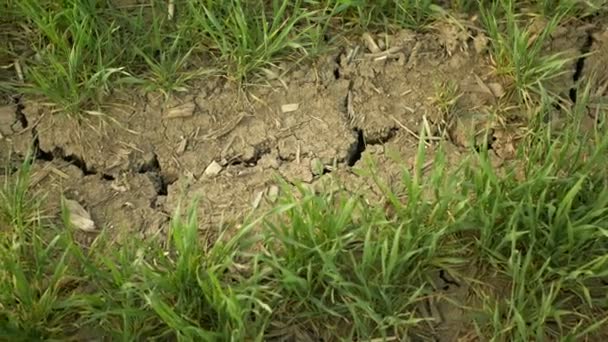 Campo seco terra trigo Triticum aestivum, secagem solo rachado, mudança climática, desastre ambiental terra rachaduras, plantas mortas animais, degradação do solo muito, desastre de desertificação — Vídeo de Stock