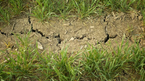 Çok kurak arazi buğdayı Triticum aestivum, toprağı kurutma, iklim değişikliği, çevre felaketi toprak çatlakları, ölüm bitkileri hayvanlar, toprak bozulması, çölleşme felaketi.