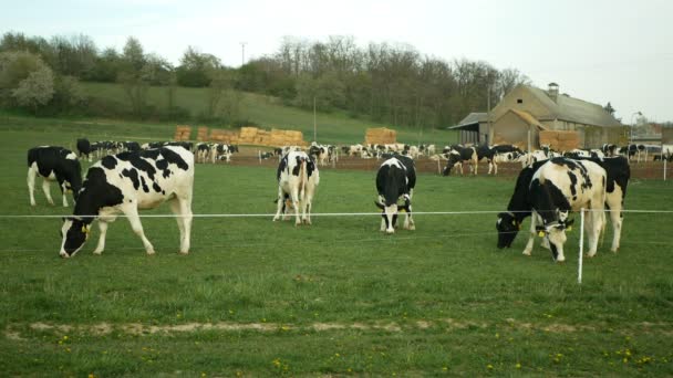 OLOMOUC, CZECH REPUBLIC, huhtikuu 20, 2020: Hiehon lypsylehmät Holstein Friesian nauta-alue niitty ruoho laiduntaminen sähköaita nauha, bio luomuviljely, ruokinta ladossa lehmänvaja — kuvapankkivideo