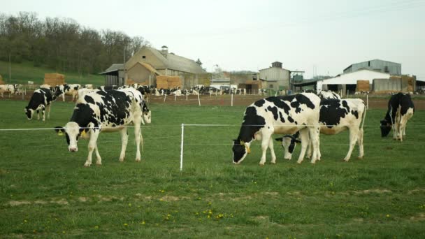 OLOMOUC, CZECH REPUBLIC, huhtikuu 20, 2020: Hiehon lypsylehmät Holstein Friesian nauta-alue niitty ruoho laiduntaminen sähköaita nauha, bio luomuviljely, ruokinta ladossa lehmänvaja — kuvapankkivideo