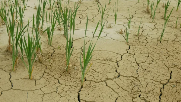 Terres Humides Très Sèches Marécages Étangs Asséchant Sol Croûte Fissurée — Photo