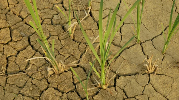 Dürre Feuchtgebiete Sumpf Und Teich Austrocknung Des Bodens Rissig Kruste — Stockfoto