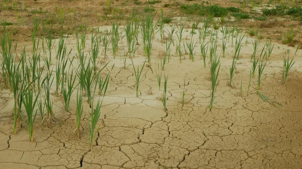 가뭄으로 습지대 버리고 토양이 갈라지는 동물의 토양의 재앙의 갈대흔한 — 스톡 사진