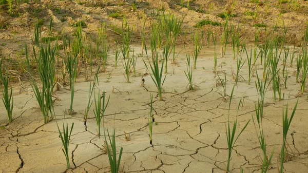 가뭄으로 습지대 버리고 토양이 갈라지는 동물의 토양의 재앙의 갈대흔한 — 스톡 사진
