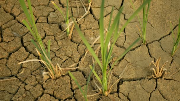 Zeer Droogte Wetland Moeras Vijver Opdrogen Van Bodem Gebarsten Korst — Stockvideo