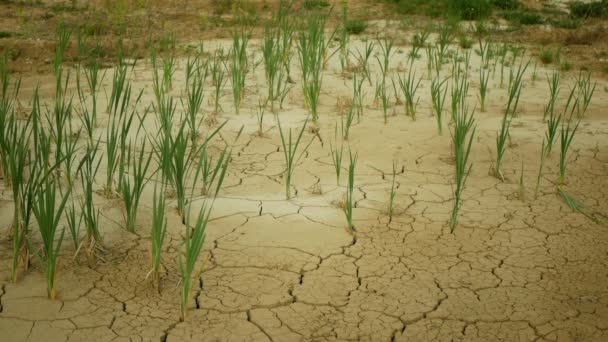 非常に干ばつ湿地 沼と池は 土壌の乾燥地殻地球気候変動 環境災害や地球の亀裂は非常に 植物や動物のための死 土壌乾燥劣化 水の不足 砂漠化災害亀裂 リード一般的な — ストック動画
