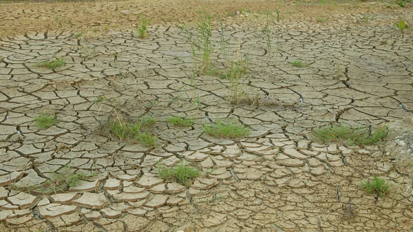 干旱湿地 沼泽和池塘使土壤干涸 地壳破裂 地球气候变化 环境灾害和地球裂缝严重 动植物死亡 土壤干枯 芦苇常见的澳大利亚草 — 图库照片