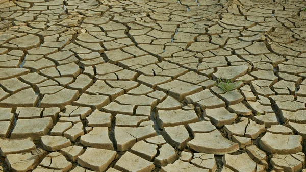 Susza pęknięty staw mokradła, bagna bardzo suszenie skorupy gleby zmiany klimatu, katastrofy środowiskowe i pęknięcia ziemi bardzo, śmierć dla roślin i zwierząt, sucha degradacja gleby — Zdjęcie stockowe