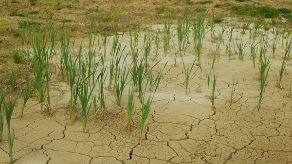 Sehr Trockenheit Feuchtgebiete Sumpf Und Teich Austrocknung Des Bodens Rissig — Stockfoto