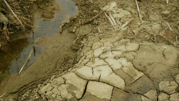 干旱的河流湿地 沼泽小河 干枯的土壤 破裂的地壳 地球气候变化 地表极端热浪引起的危机 环境灾害 地球裂缝 枯死的植物 土壤干枯 — 图库照片