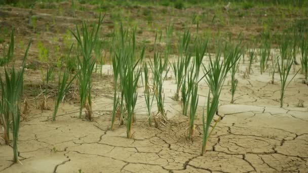 Çatlak kuraklık göleti, bataklık toprağı kurutuyor toprak kabuğunu kurutuyor iklim değişikliği, çevre felaketi ve toprak çatlıyor bitkiler ve hayvanlar için ölüm, toprak kuru çürüme — Stok video